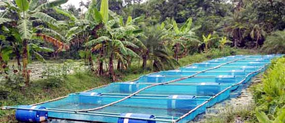 লাভ বেশি বলে জনপ্রিয়তা পাচ্ছে ভাসমান খাঁচায় মাছ চাষ