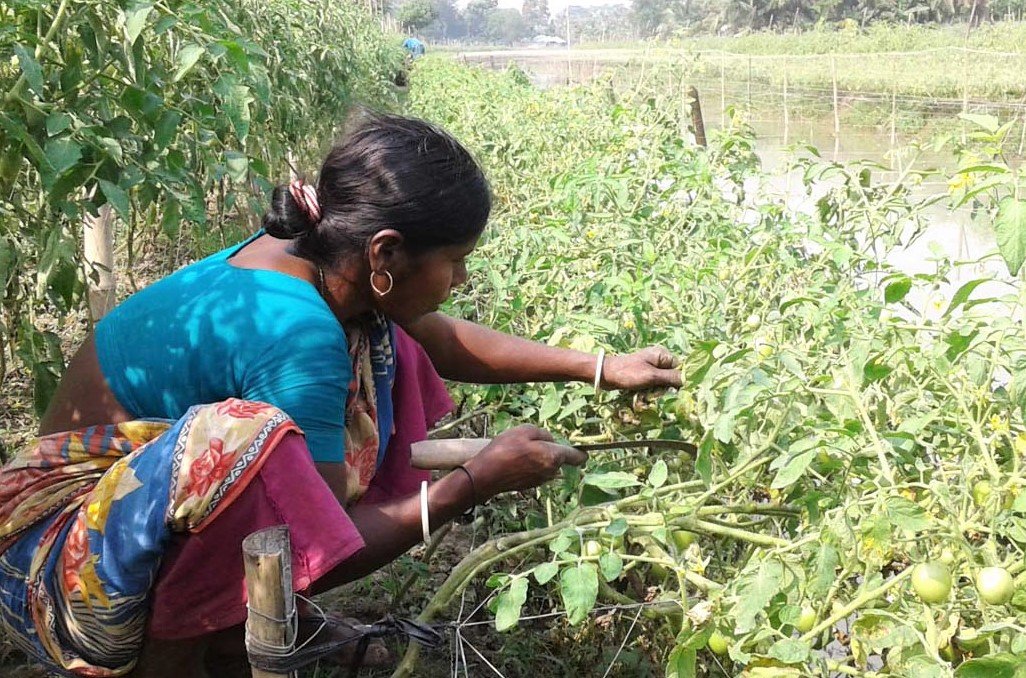 বাগেরহাটে হাজার হাজার ফলন্ত টমেটো গাছ‘স্ট্রোক’ করে মারা যাচ্ছে