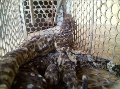 সুন্দরবনে ১ কোটি ৯৮ লাখ টাকার ২টি তক্ষক পাচারকারীদের কাছ উদ্ধার