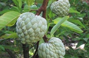 কালের বিবর্তনে হারিয়ে যেতে বসেছে সুস্বাদু শরিফা ফল