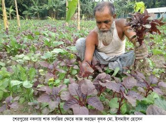 এক জমিতে বছরে কয়েকবার শাক সবজি চাষে বাড়তি আয়
