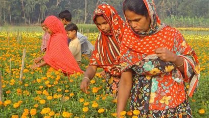 গ্রামীণ অর্থনীতি ও রপ্তানি বাণিজ্যে ফুল চাষের অবদান