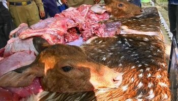 সুন্দরবনে শিকারি চক্র বেপরোয়া:উজাড় হচ্ছে মায়াবী চিত্রল হরিণ