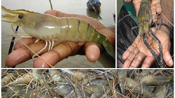 সাদা সোনা’ খ্যাত শত শত টন চিংড়ি