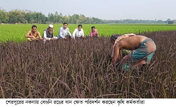 নকলায় নজর কাড়া বেগুনি রঙের ধানে নতুন আশা দেখছেন কৃষকরা