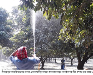 লিচু রাজ্য দিনাজপুরে