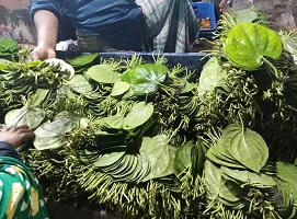 দাম বেড়েছে চার গুণ: দক্ষিণ-পশ্চিমাঞ্চলে পানের দাম আকাশচুম্বি