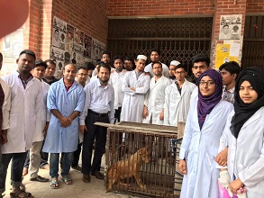 শেকৃবিতে কুকুর বন্ধ্যাকরণ কার্যক্রম অনুষ্ঠিত