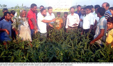 গাবতলীতে লালতীর সীড ঢেঁড়স ‘আশা’ চাষে বাম্পার ফলনে কৃষকের মুখে হাসি