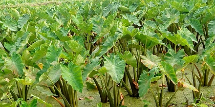 লতিরাজ চাষে কৃষকদের আগ্রহ