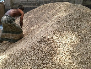 যমুনার চরে চীনাবাদাম চাষ ঃ যেন বালুর ভেতর গুপ্তধন