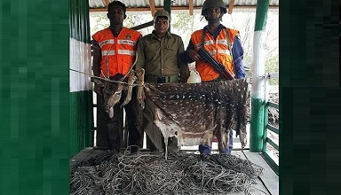 সুন্দরবনে হরিণের চামড়া