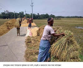 ২ মণ ধানের দামেও মিলছেনা একজন শ্রমিক, পাকাধান বর্গা দিচ্ছেন কৃষক