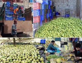 দক্ষিণ-পশ্চিমাঞ্চলের  ২শ টন আম যাবে ইউরোপ ও যুক্তরাজ্যে