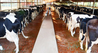 ক্ষুদ্র খামারিরাই দুগ্ধ শিল্পে নীরব বিপ্লবের নায়ক