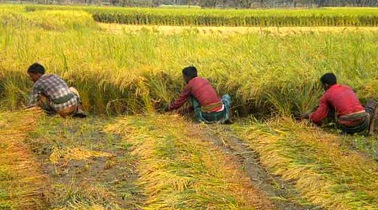 বোরো ধান কাটা শ্রমিক সংকট ১ মণ ধানে একজন শ্রমিক