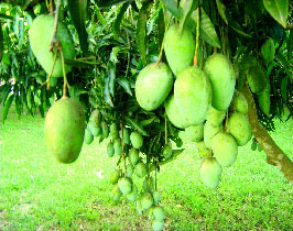 আম উৎপাদনে সফলতার শীর্ষে বাংলাদেশ