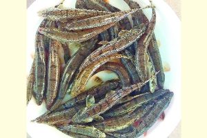 বালাচাটা মাছের কৃত্রিম প্রজনন কৌশল উদ্ভাবন