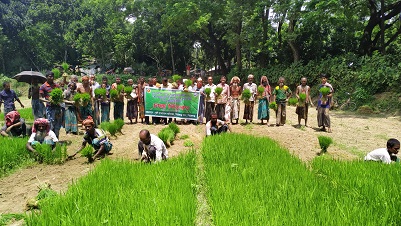 সিরাজগঞ্জ সদরে কমিউনিটি বীজতলায় উৎপাদিত রোপা আমন ধানের চারা বিতরন