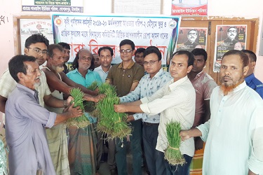 গোপালপুরে  বিনামূল্যে  ধানের চারা বিতরণ