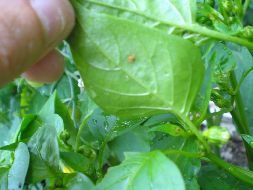 মরিচের পোকামাকড়