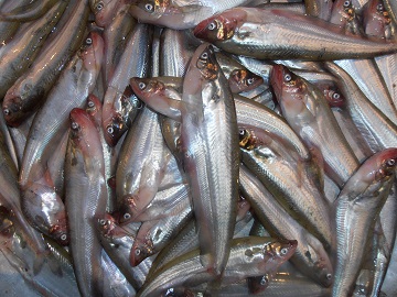 পাবদা মাছের প্রজনন, পোনা উৎপাদন ও চাষ ব্যবস্থাপনা