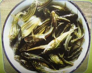 বিপন্ন প্রজাতির টেংরা মাছের কৃত্রিম প্রজনন ও পোনা উৎপাদন