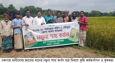 শেরপুরের নকলায় ধানীগোল্ড ধানের নমুনা শস্য কর্তন