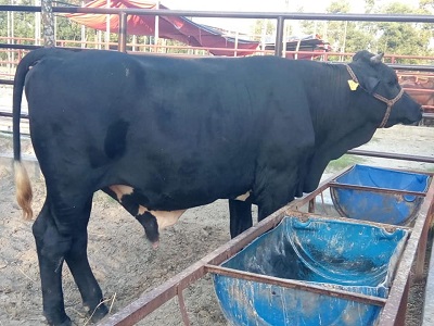 ঘাস বা সাইলেজ ছাড়াই কম খরচে গরু ফ্যাটেনিং বা হৃষ্টপুষ্ট করার সহজ উপায়