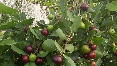 বিলুপ্তপ্রায় বঁইচি