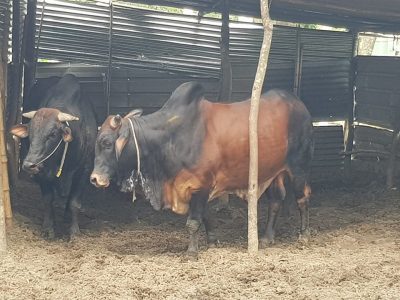 গরু মোটাতাজাকরণ