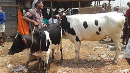 গাভী বকনা বাছুর