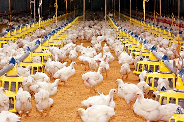 মুরগি খামার করতে আগে ভাবুন স্থান নির্বাচনের কথা