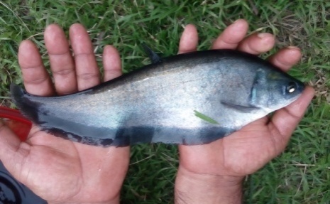 বিপন্ন প্রজাতির ফলি মাছের কৃত্রিম প্রজনন ও পোনা উৎপাদন কৌশল