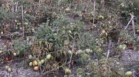ঘূর্ণিঝড়ে টমেটো চাষিদের সাড়ে ৬ কোটি টাকার ক্ষতি চাষিদের নীরব কান্না