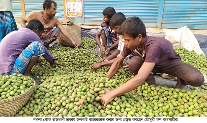 নকলার জলপাই যাচ্ছে সারাদেশে, মৌসুমী ফলে লাভ বেশি