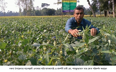 কৃষকদের আশার আলো দেখাচ্ছে বারি মাসকালাই-৩
