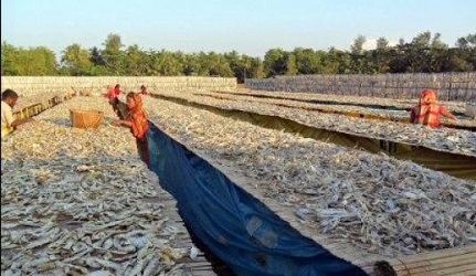 সুন্দরবনে শুঁটকি উৎপাদন