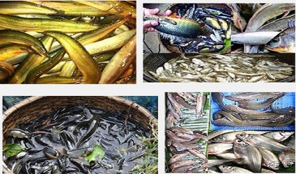 মাছের অস্তিত্ব