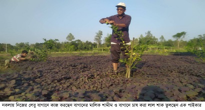 লেবু বাগানে সাথী ফসল করে লাভবান হচ্ছেন কৃষক