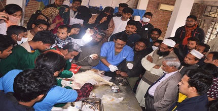 আক্রান্ত কুকুরের অস্ত্রোপাচার