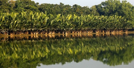 সুন্দরবনে পর্যটক