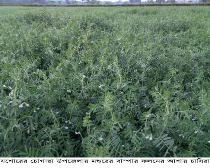 মসুর ডাল