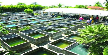 সহজেই মাগুর মাছ চাষ করা যায় চৌবাচ্চায়