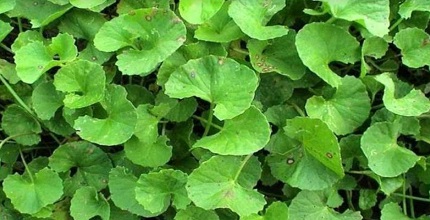 করোনা: দক্ষিণ-পশ্চিমাঞ্চলে থানকুনি পাতা নিয়ে গুজব, গভীর রাতে  মাইকিং ঘুম হারাম এলাকাবাসীর!