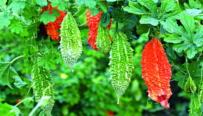 করলার জুড়ি মেলা