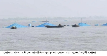 সুন্দরবনে করোনা বিধি-নিষেধ না মেনে নদ-নদীতে চিংড়ির পোনা আহরণ করছেন জেলেরা