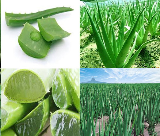 পারিবারিক ভেষজ বাগান