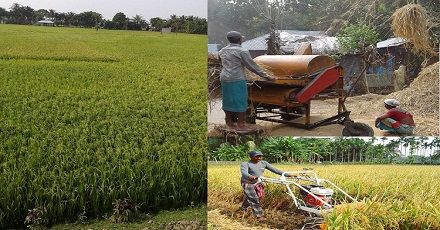 দক্ষিণ-পশ্চিমাঞ্চলে বোরো ধানের বাম্পার ফলন কৃষকের মুখে হাসি নেই