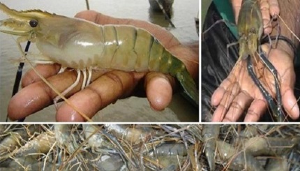 চিংড়ি রপ্তানি বন্ধ